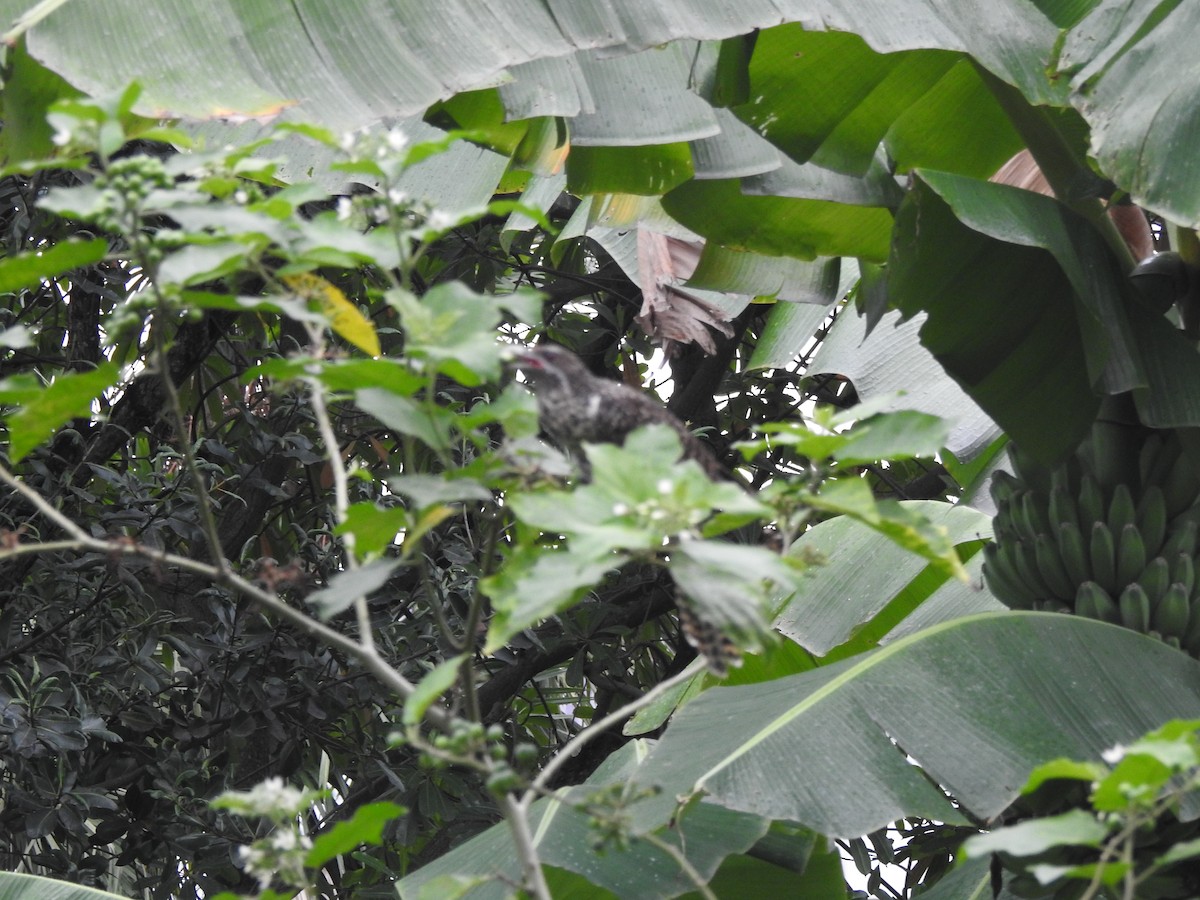 Asian Koel - ML646428013