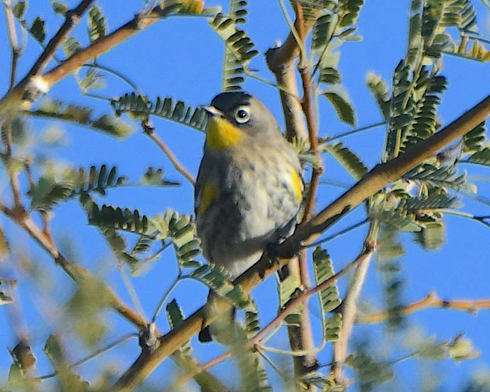Yellow-rumped Warbler (Audubon's) - ML646428014