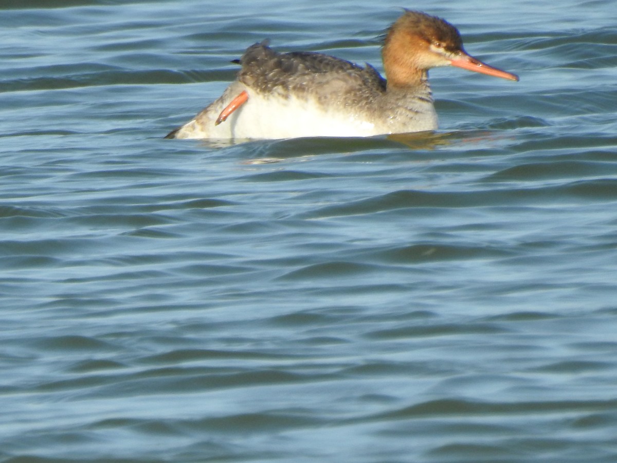 Red-breasted Merganser - ML646428015