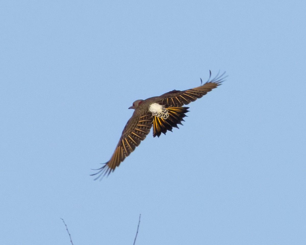 Northern Flicker - ML646428017