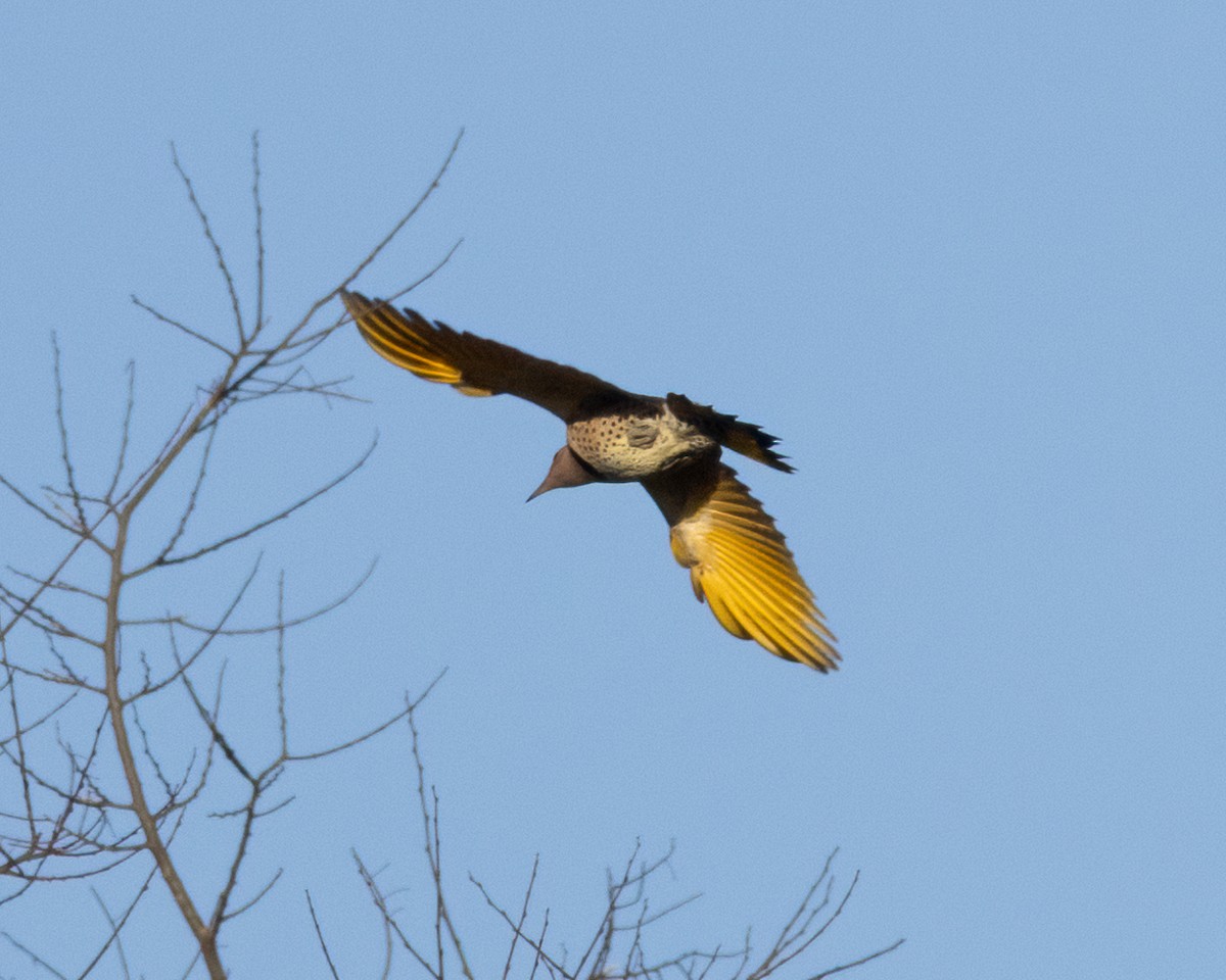 Northern Flicker - ML646428018