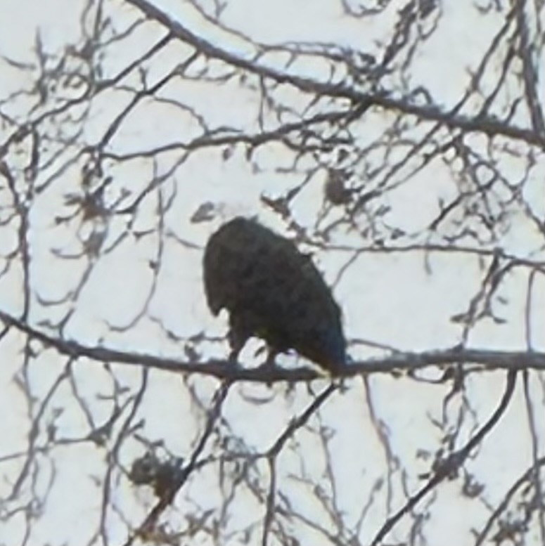 Bald Eagle - ML646428019