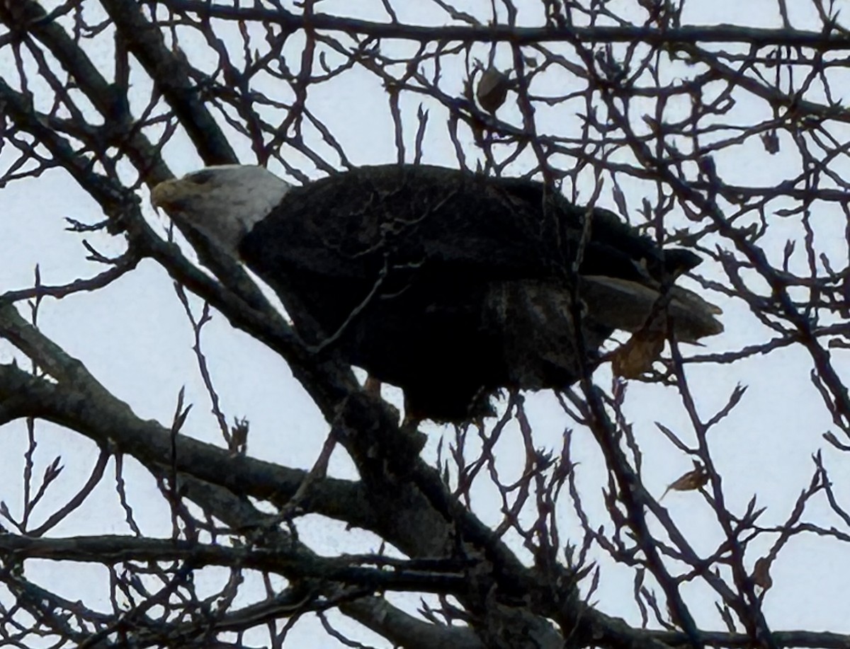 Bald Eagle - ML646428020