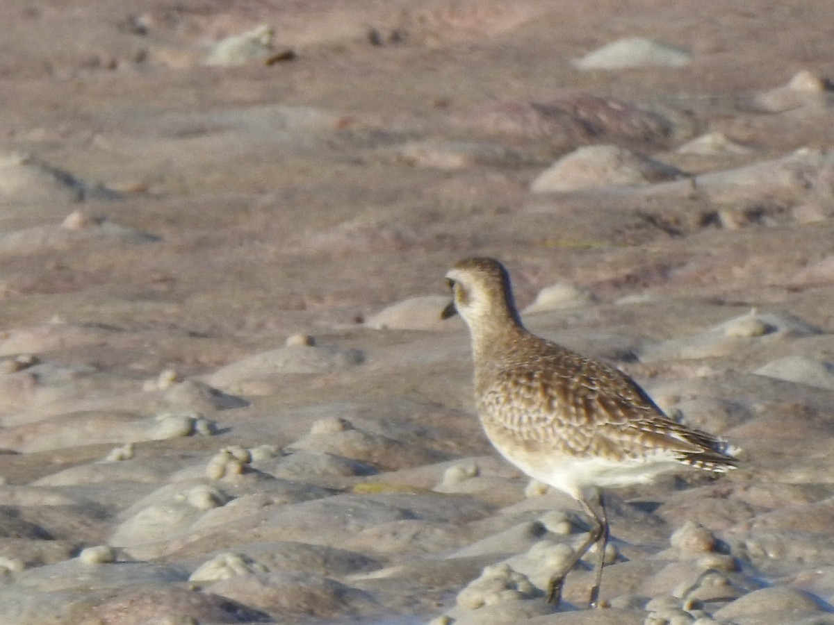 Black-bellied Plover - ML646428021