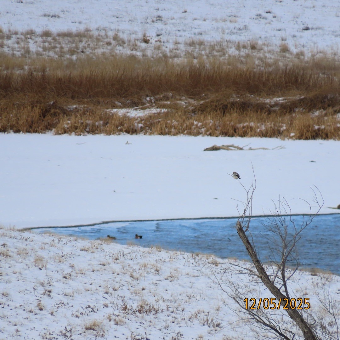 Antzandobi boreala - ML646428022