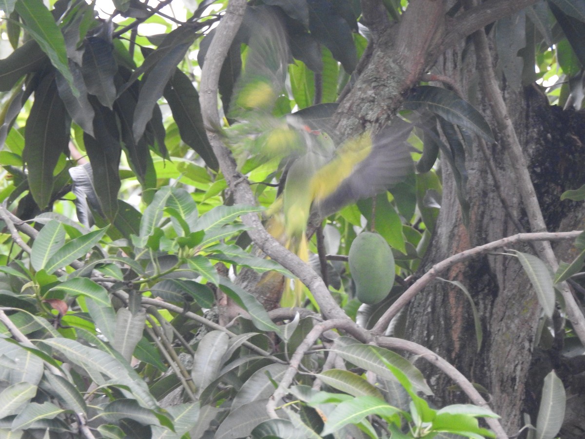 Papagai lepokoduna - ML646428023