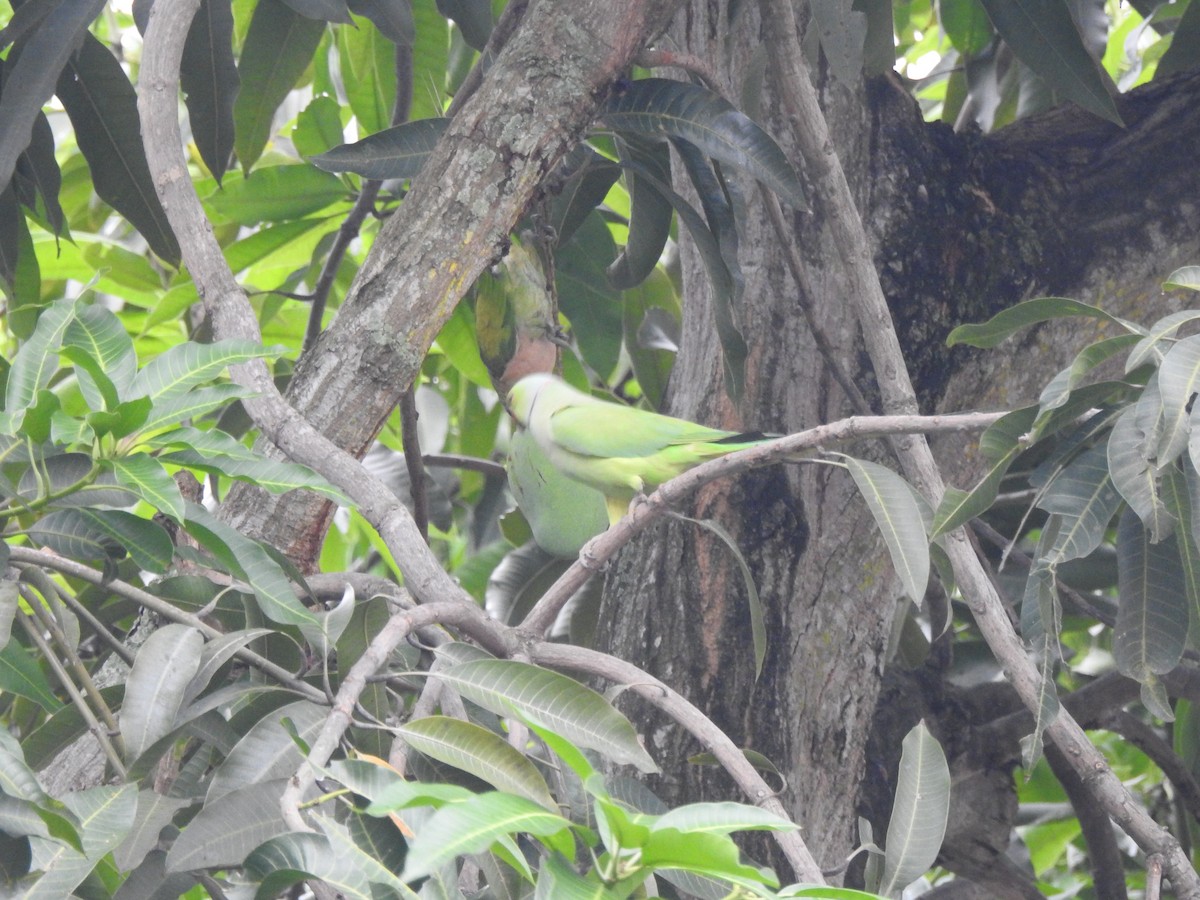 Papagai lepokoduna - ML646428024