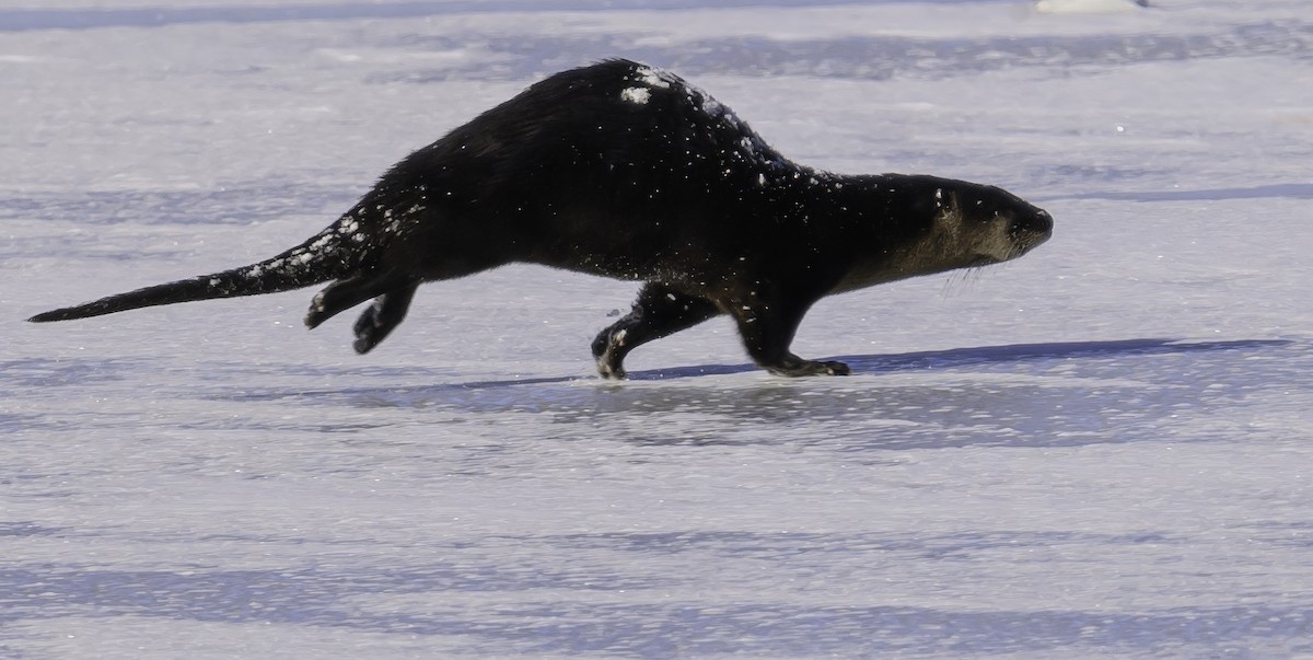 North American River Otter - ML646428026