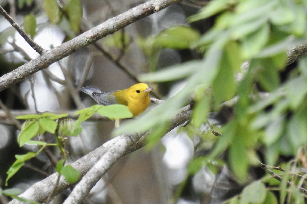 Prothonotary Warbler - ML646428027