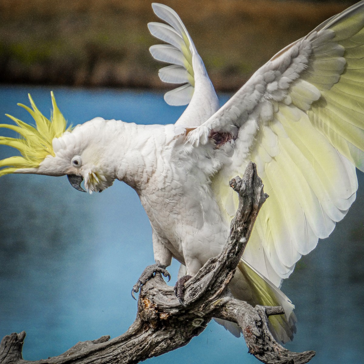 Sulphur-crested Cockatoo - ML646428028