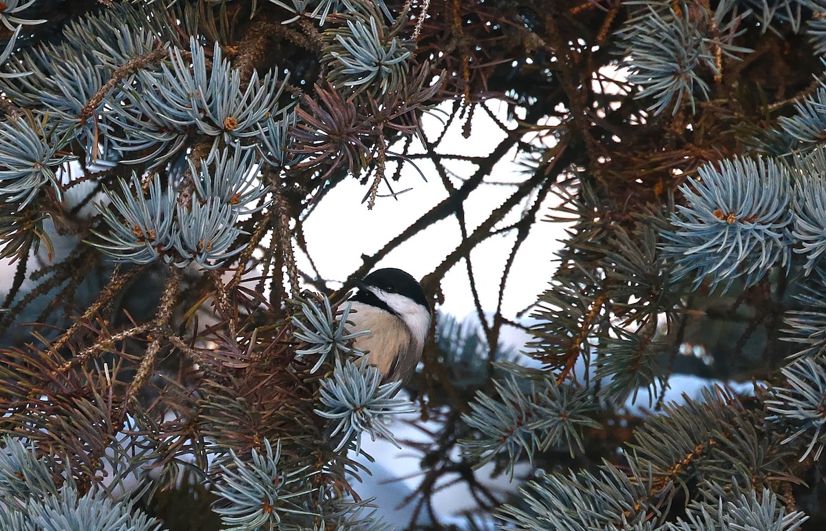 Black-capped Chickadee - ML646428029