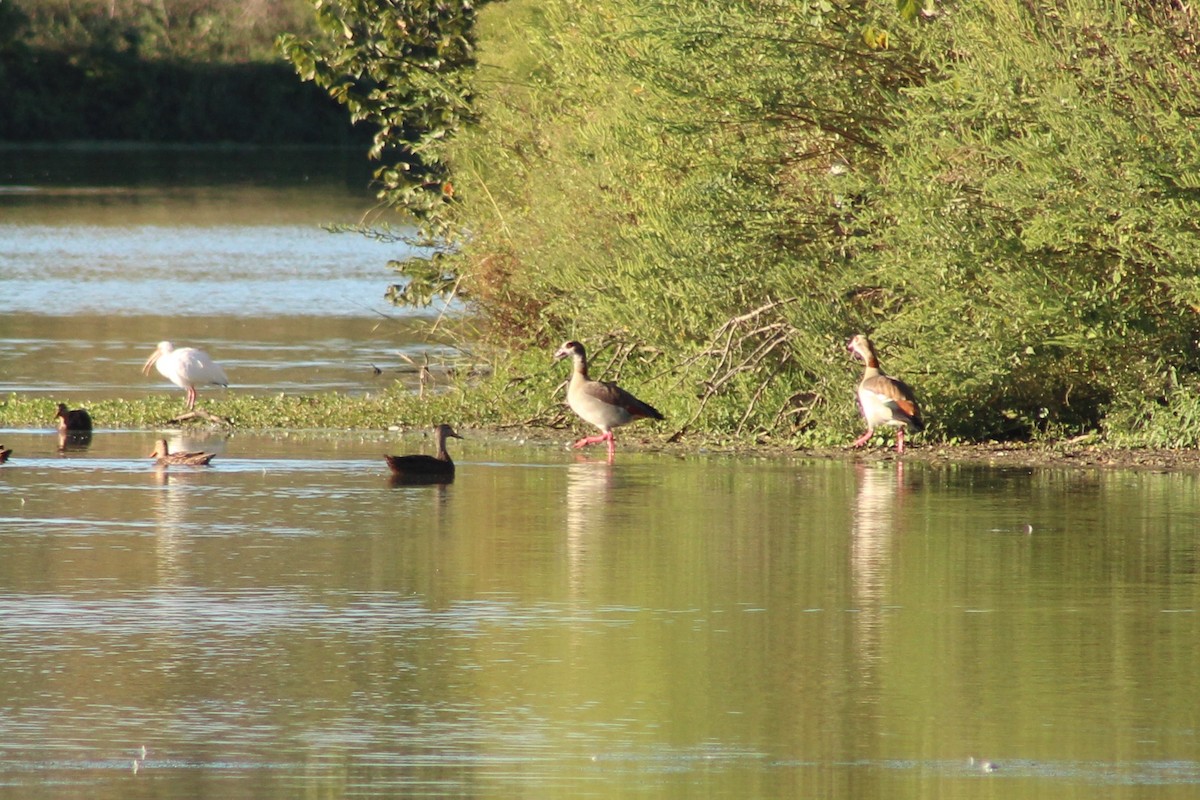 Белый ибис - ML646428030