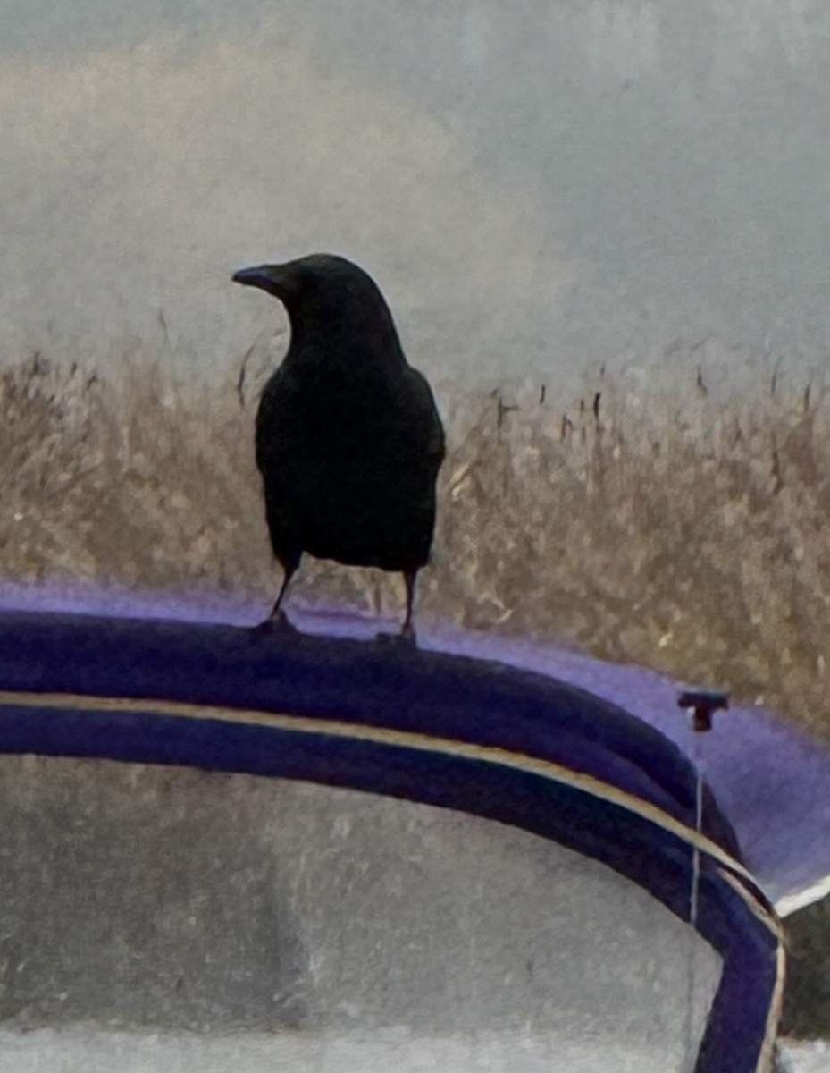 American Crow - ML646428033