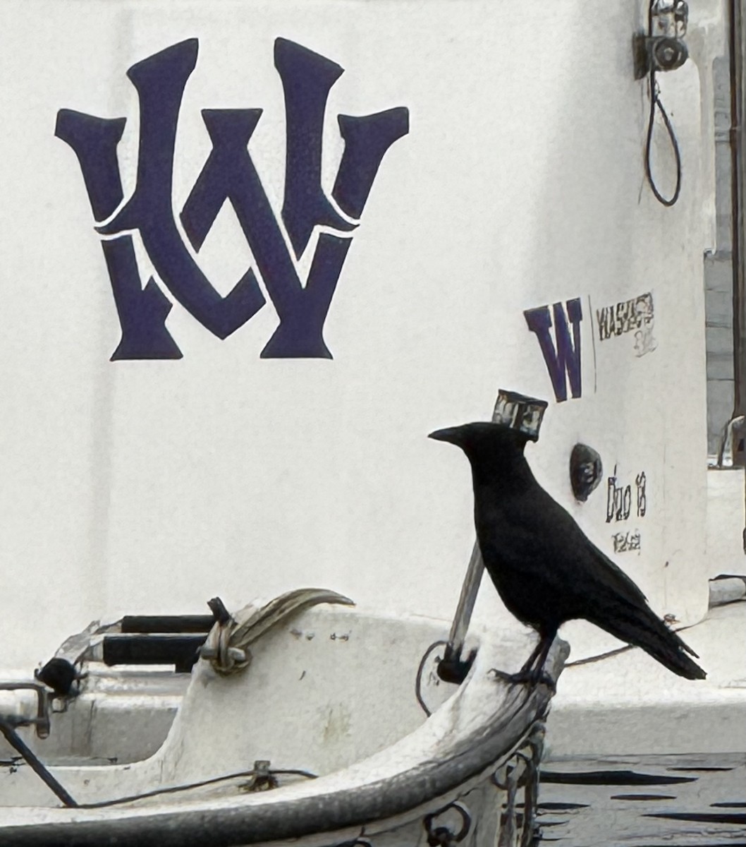 American Crow - ML646428034