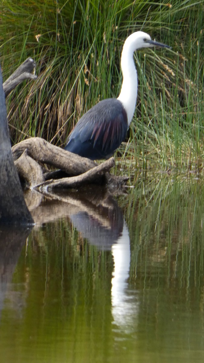 Pacific Heron - ML646428035