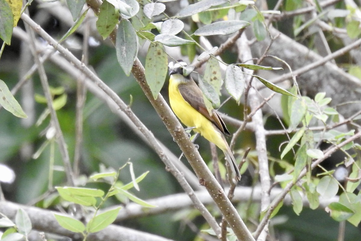 Rusty-margined Flycatcher - ML646428036