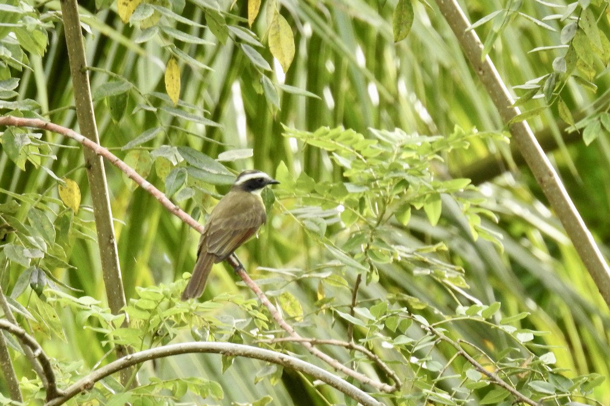 Rusty-margined Flycatcher - ML646428037