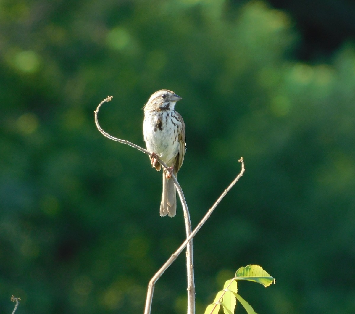 Song Sparrow - ML646428038