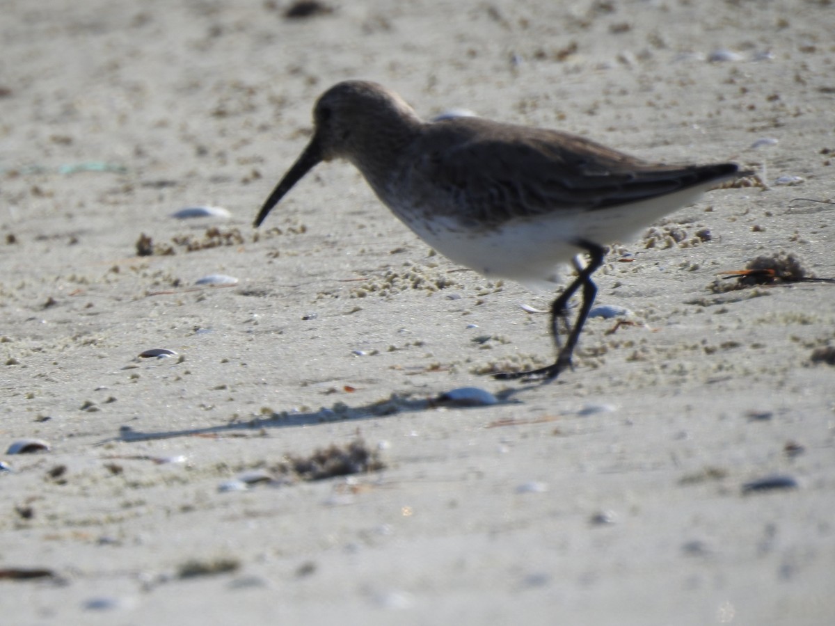 Dunlin - ML646428039