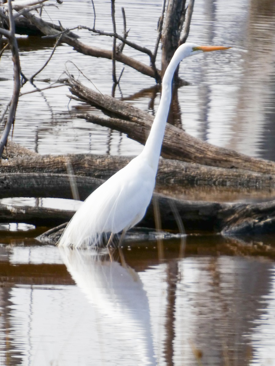 Garceta Grande - ML646428040