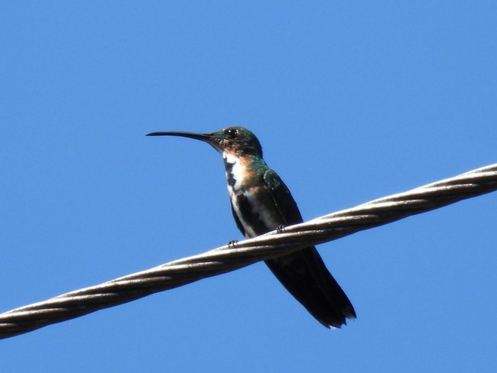 Green-breasted Mango - ML646428041