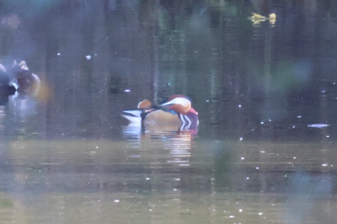 mandarinand - ML646428042