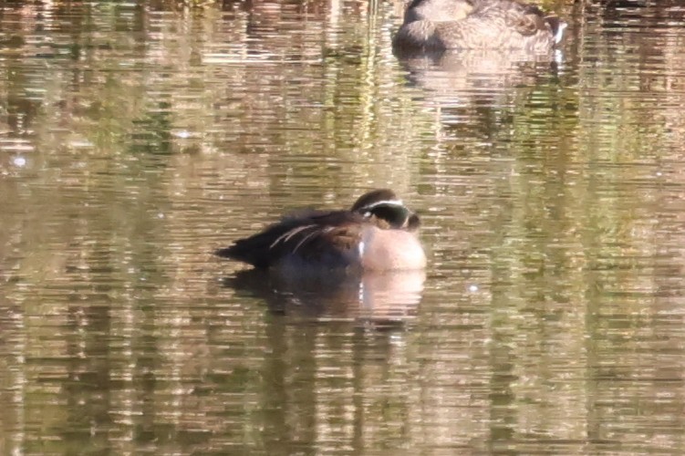 gulkinnand - ML646428045