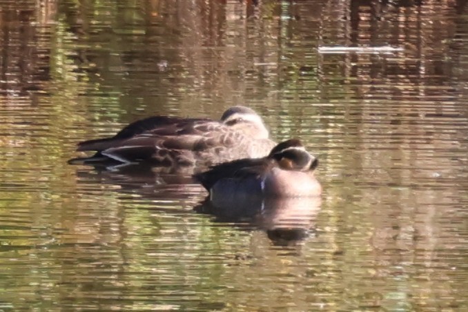 gulkinnand - ML646428046