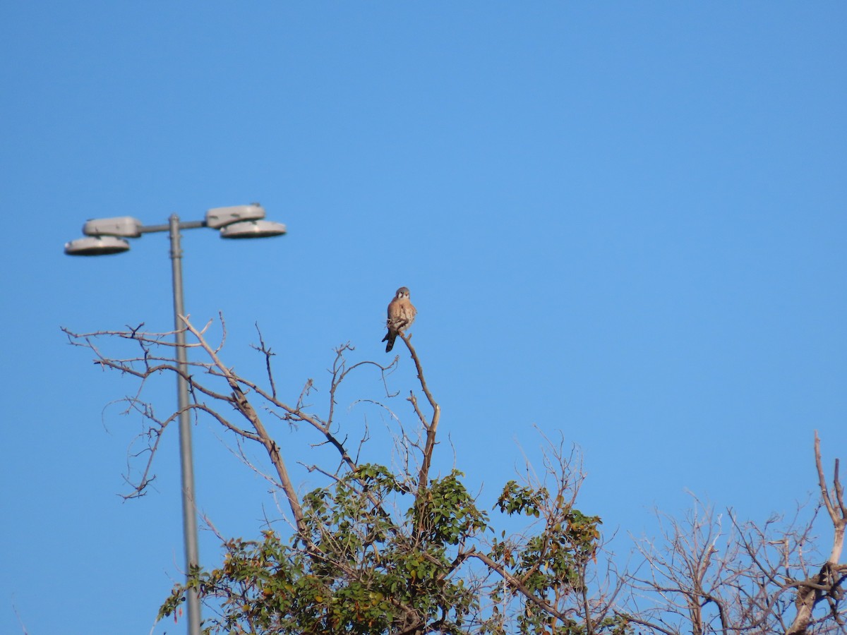 American Kestrel - ML646428047