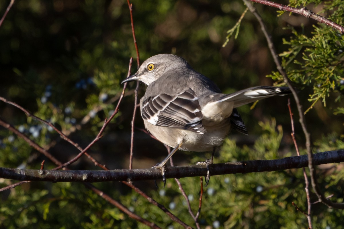 Northern Mockingbird - ML646428049