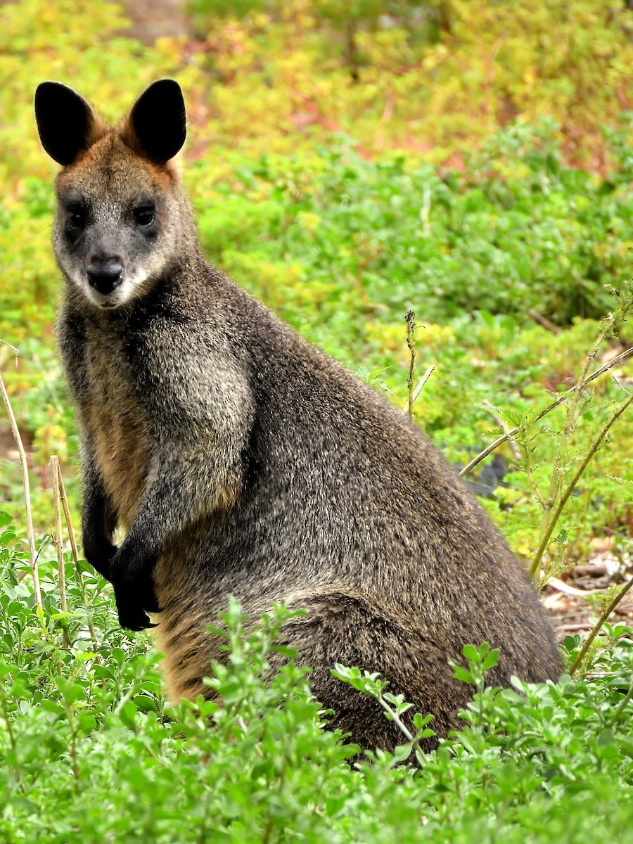 Swamp Wallaby - ML646428050