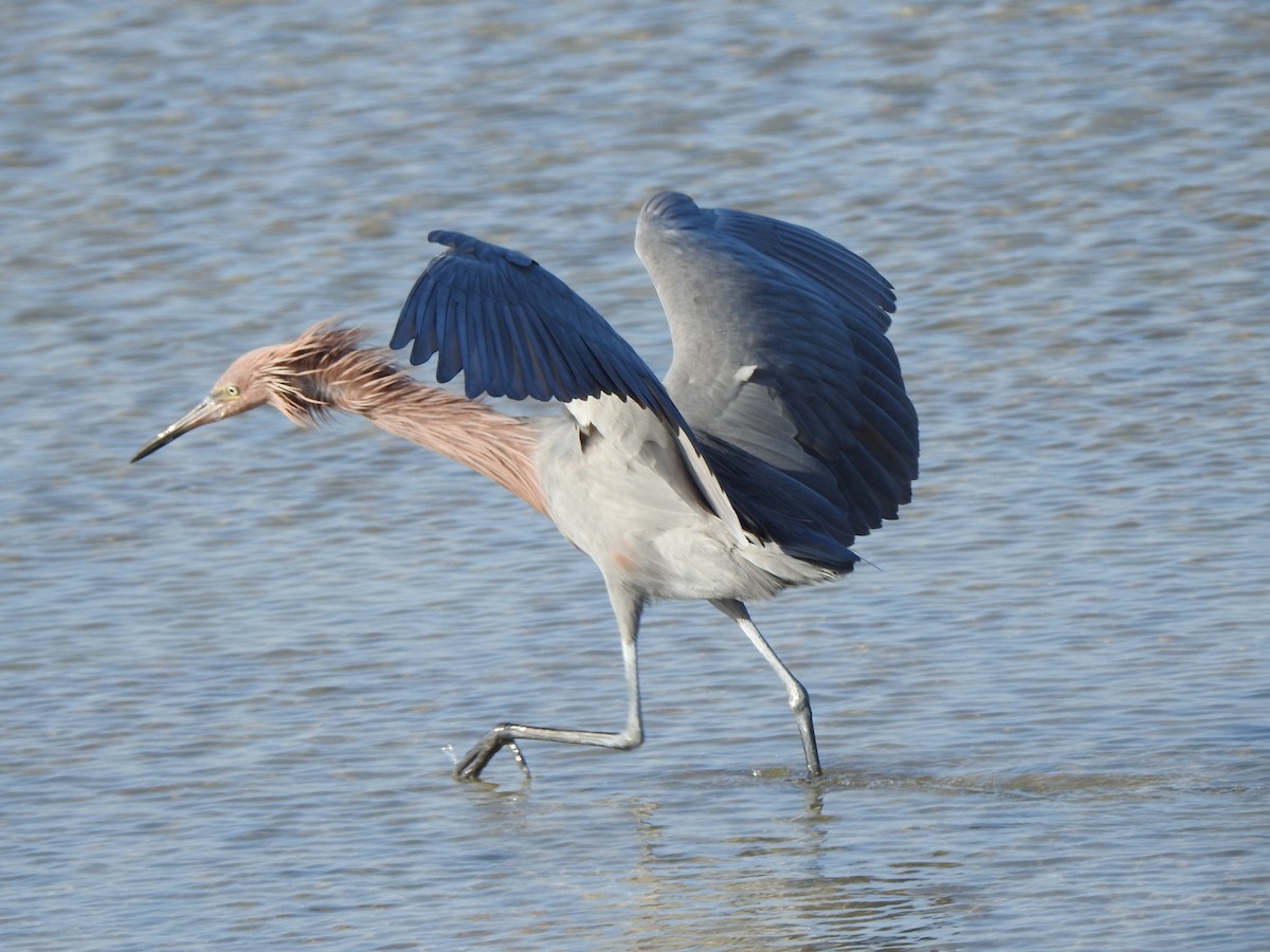 Reddish Egret - ML646428051
