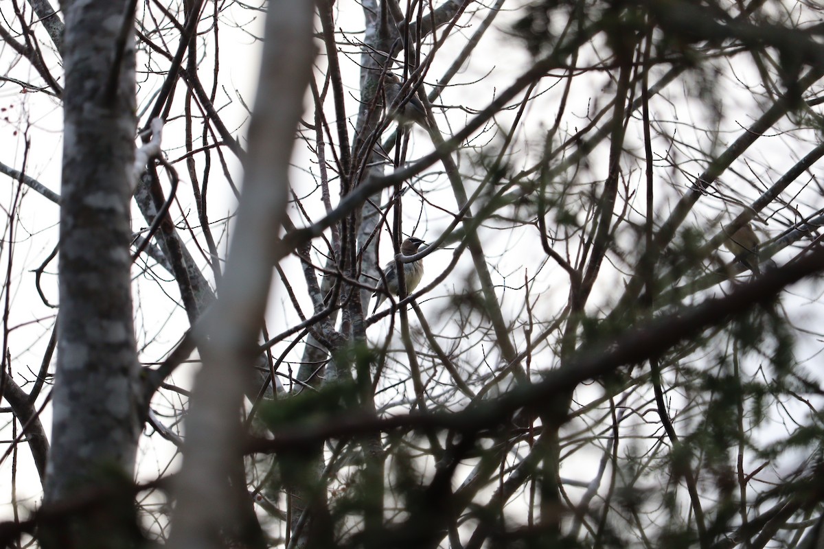 Cedar Waxwing - ML646428057