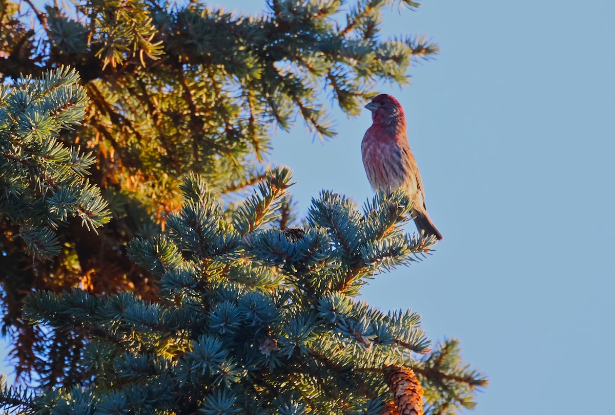Purple Finch - ML646428059