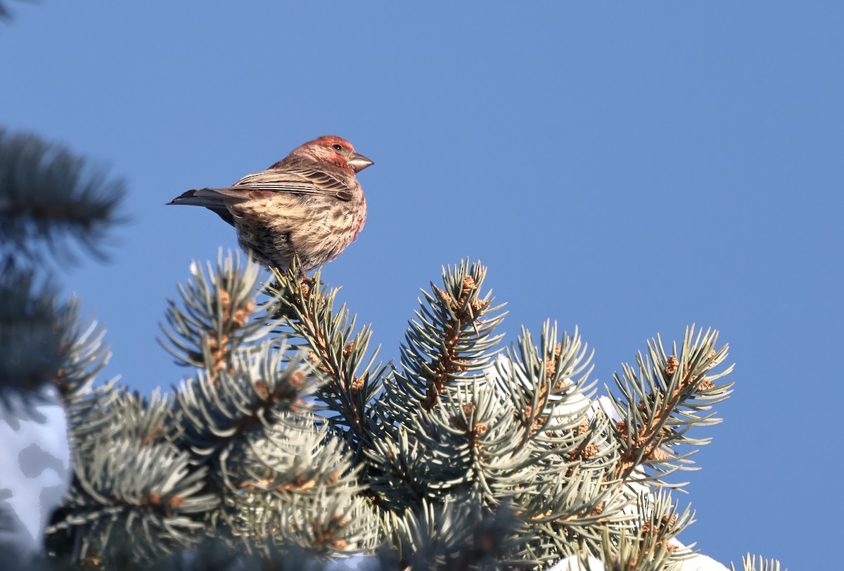 Purple Finch - ML646428061
