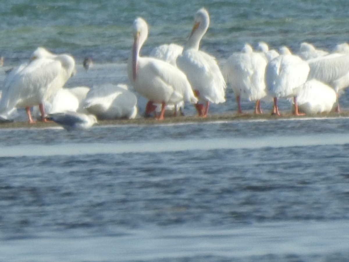 American White Pelican - ML646428062