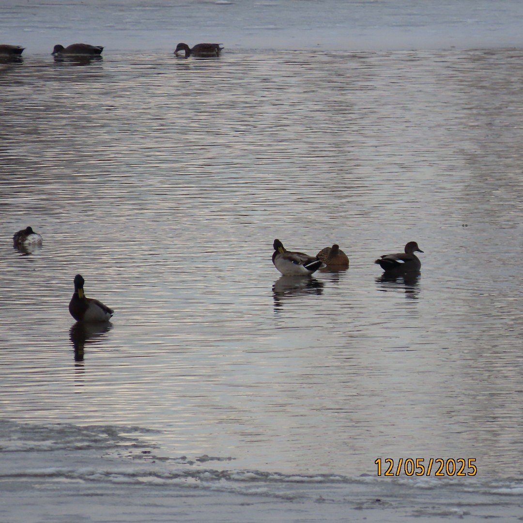 Ánade Friso - ML646428063