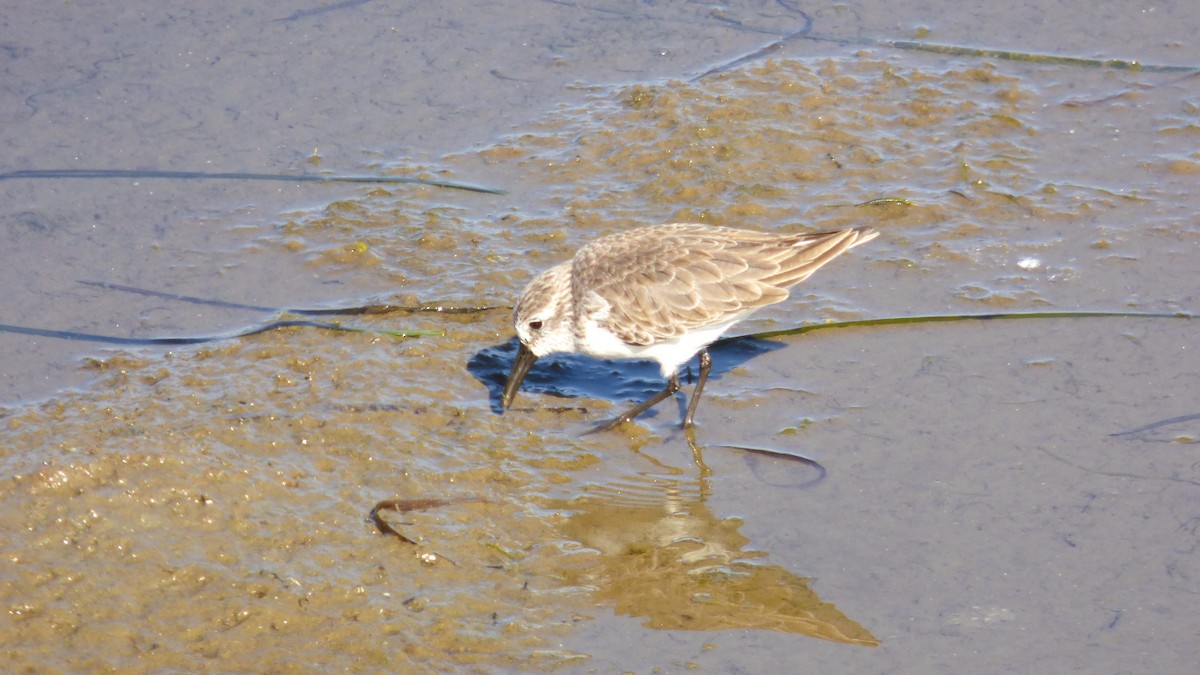 Western Sandpiper - ML646428064