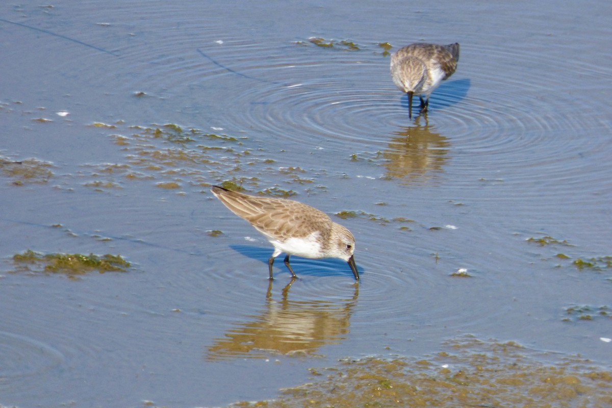 Western Sandpiper - ML646428065