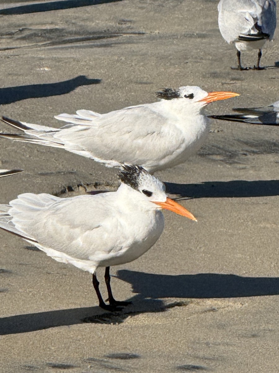 kongeterne - ML646428066