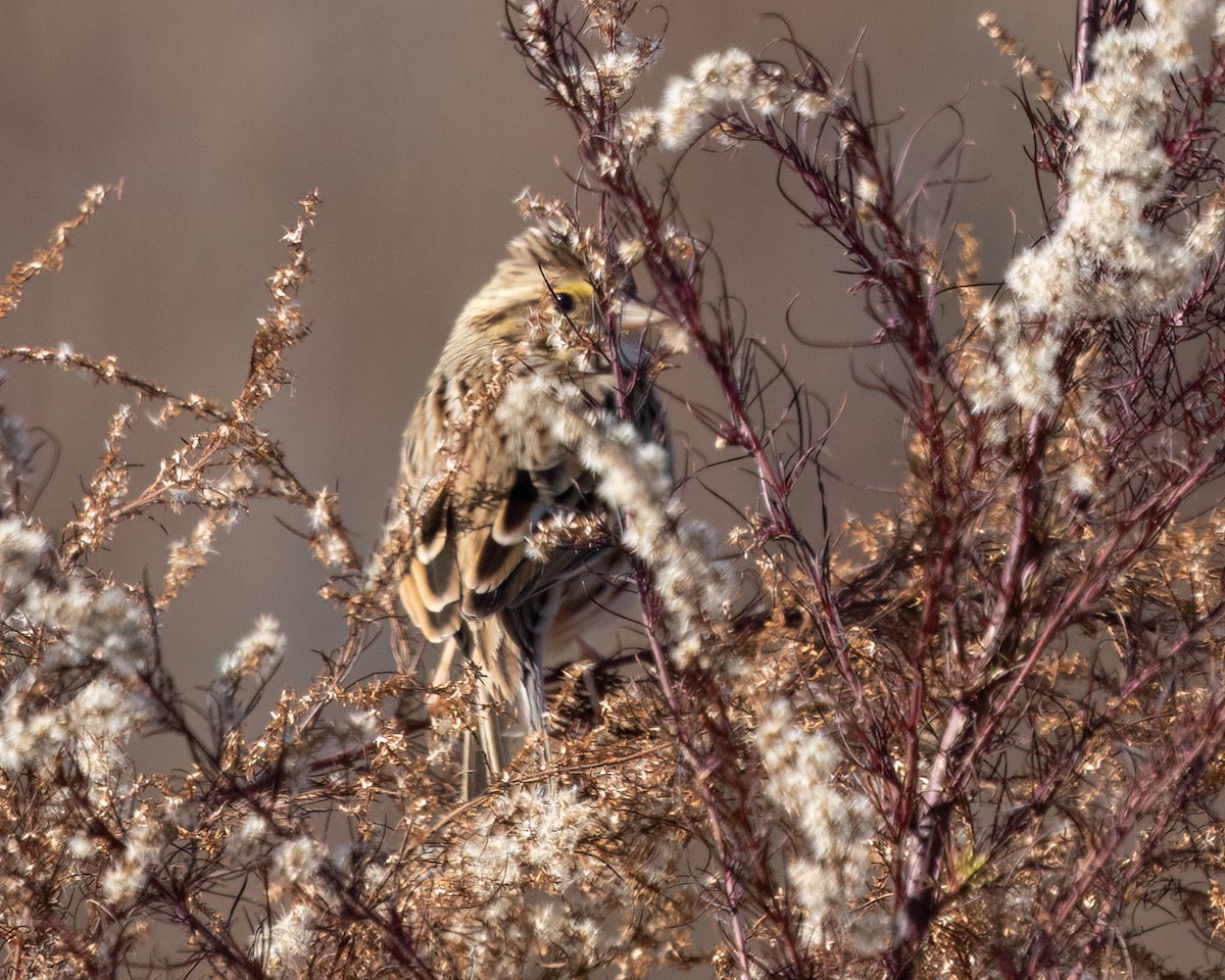 Savannah Sparrow - ML646428068