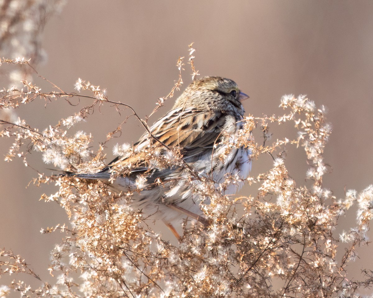 Savannah Sparrow - ML646428069