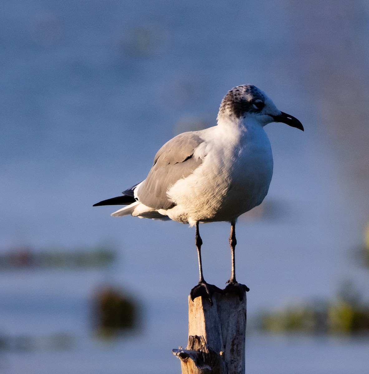 Laughing Gull - ML646428070