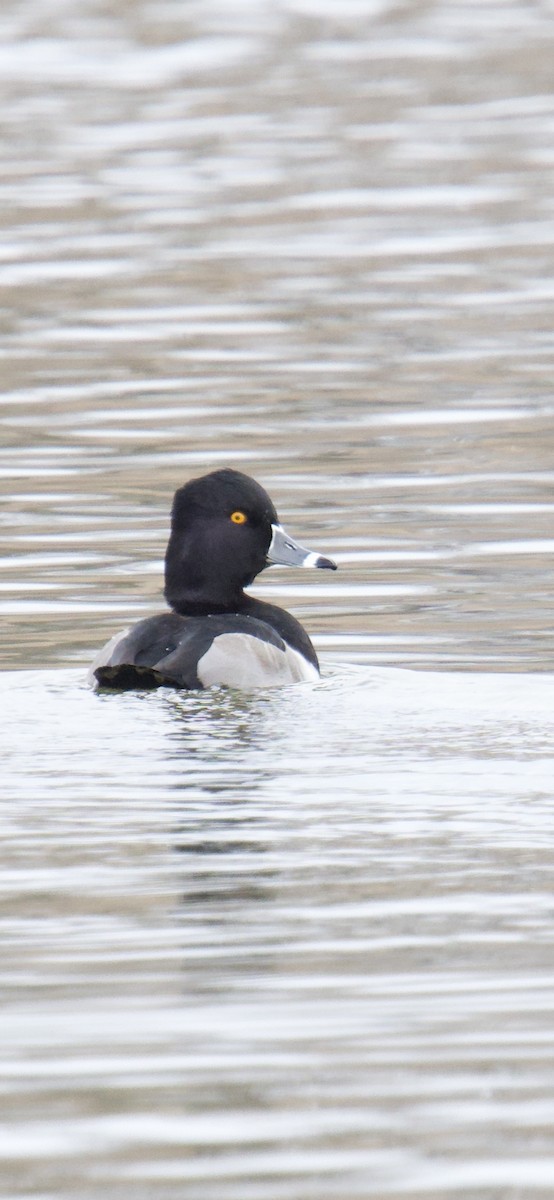 環頸潛鴨 - ML646428071