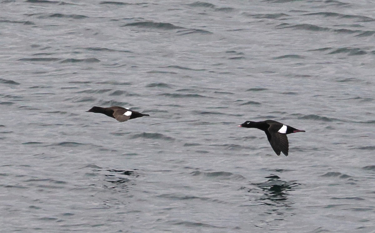 White-winged Scoter - ML646428072