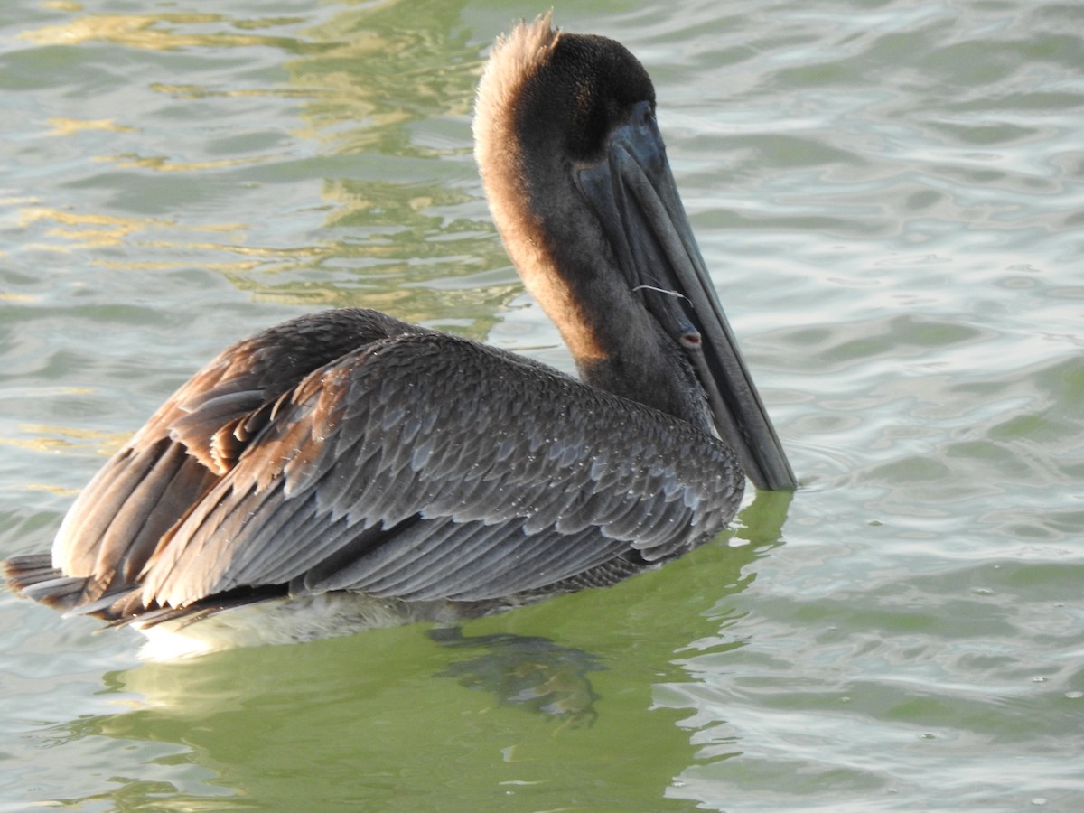 Brown Pelican - ML646428073