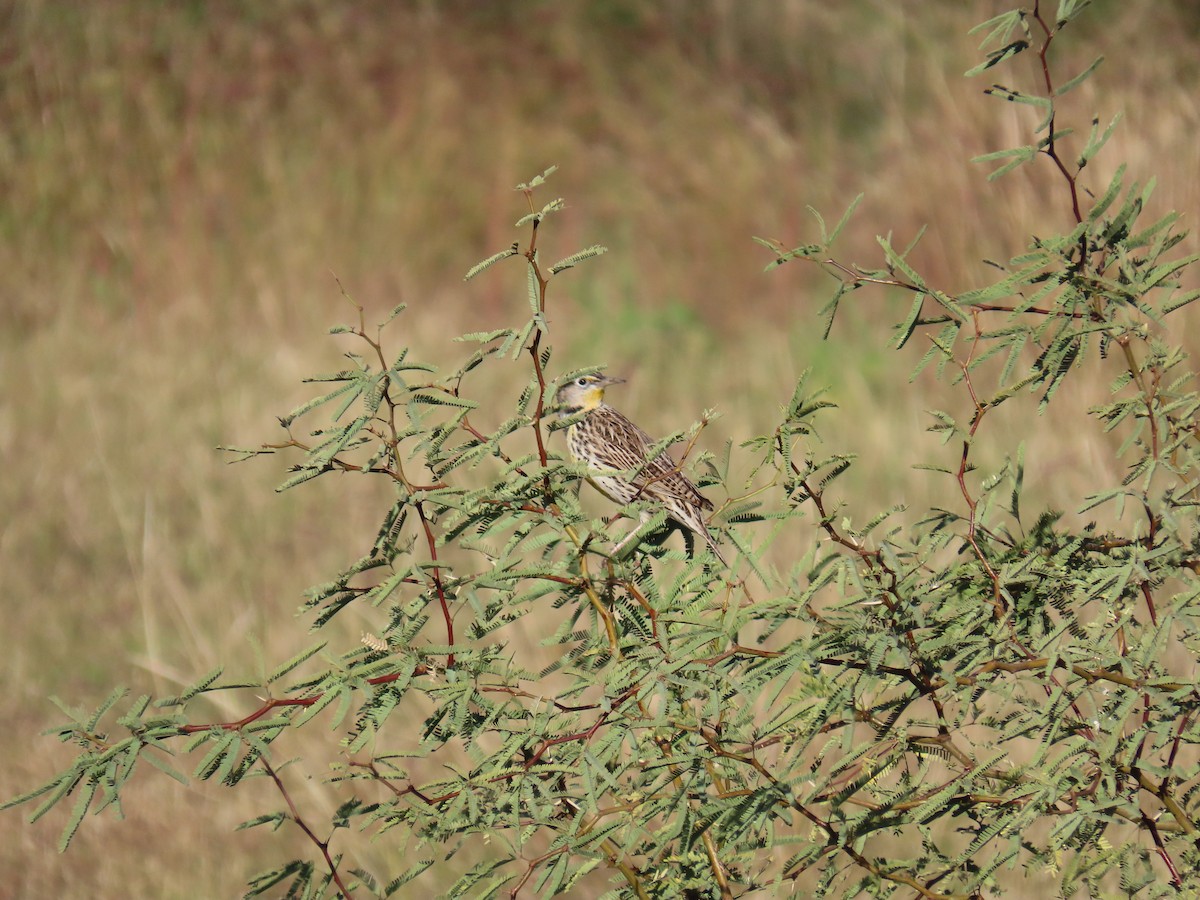 Western Meadowlark - ML646428074