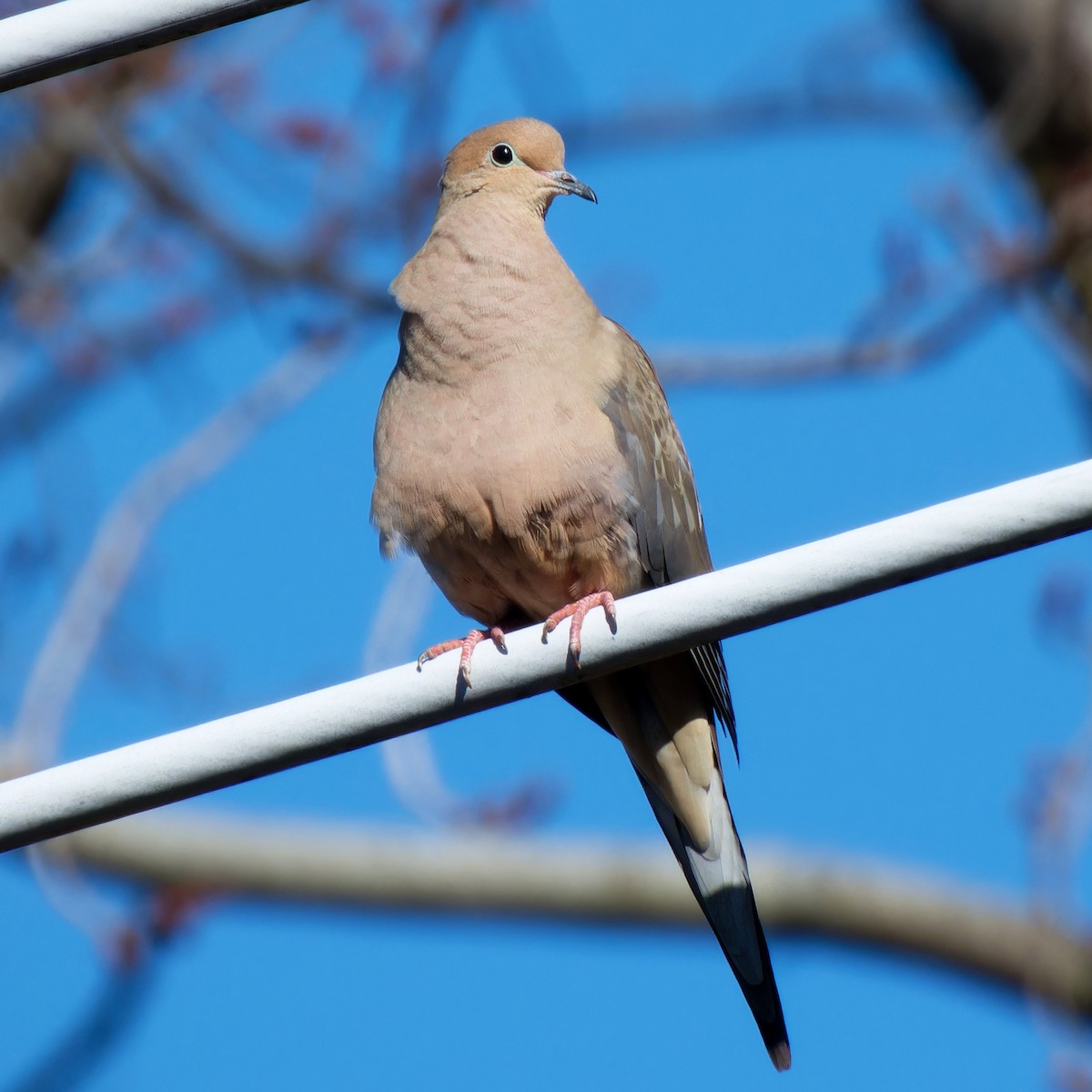 Mourning Dove - ML646428075