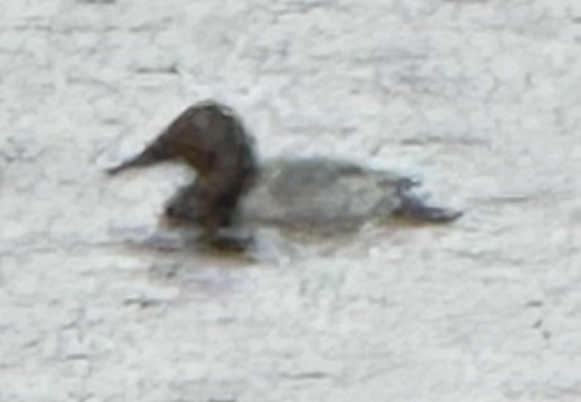 Murgilari bizkarzuria - ML646428076