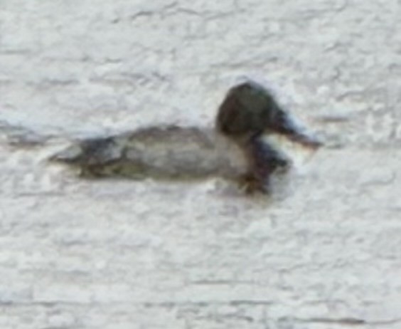 Murgilari bizkarzuria - ML646428077